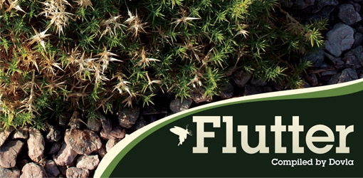 Flutter Banner